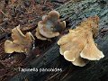Tapinella panuoides-amf1384